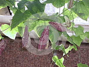 Aristolochia littoralis x gigantea in bloom