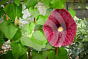 Aristolochia littoralis plant or elegant Dutchman`s pipe