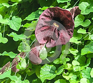 Aristolochia macrophylla, shrubby liana photo
