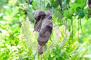 Aristolochia ringens , Aristolochiaceae or Aristolochia ringens Vahl