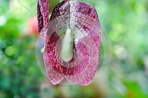 Aristolochia ringens , Aristolochiaceae or Aristolochia ringens Vahl