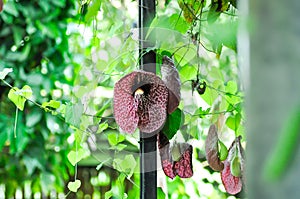 Aristolochia ringens , Aristolochiaceae or Aristolochia ringens Vahl plant