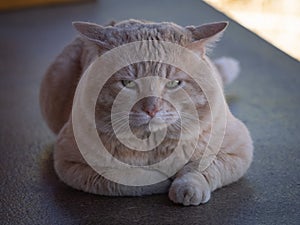 Kitty cat looking right at you