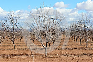 Arizona Agriculture Trees