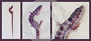 An Arizona Alligator Lizard on a Stucco Wall, Hereford, Arizona, USA