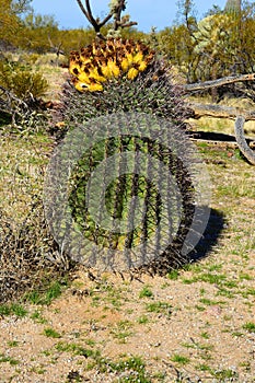 Arizona Barrel Cactus Sonora Desert Arizona