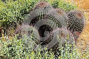 Arizona Barrel Cactus Sonora Desert Arizona