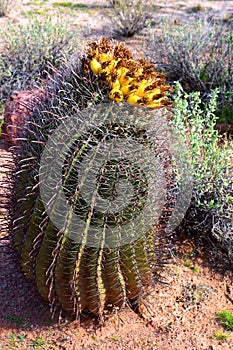 Arizona Barrel Cactus Sonora Desert Arizona