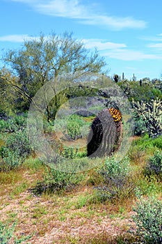 Arizona Barrel Cactus Sonora Desert Arizona