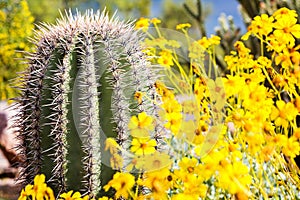 Arizona Barrel Cactus with Wildflowers