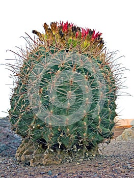 Arizona Barrel Fishhook Cactus