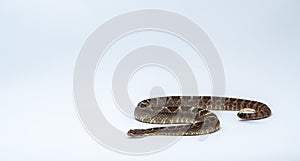 Arizona Black Rattlesnake on Isolated Background Crotalus cerberus