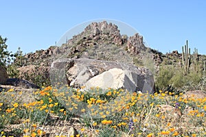 Arizona, Blooming Desert: California Poppies and Saguaro Hill