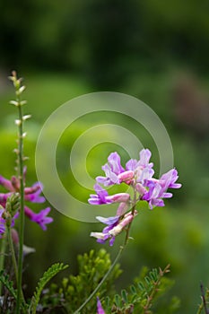 Arizona Blooms of Summer