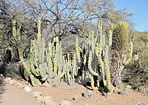 Arizona, Boyce Thompson Arboretum: Totem Pole Cacti