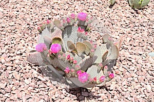 Arizona: Budding, Blooming Beavertail Prickly Pear Cactus