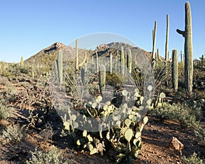 Arizona Cacti