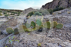 Arizona Cacti, Engelmann prickly pear, cactus apple (Opuntia engelmannii), cacti in the winter in the mountains