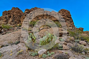 Arizona Cacti, Engelmann prickly pear, cactus apple (Opuntia engelmannii), cacti in the winter in the mountains