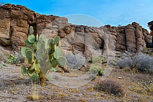 Arizona Cacti, Engelmann prickly pear, cactus apple (Opuntia engelmannii), cacti in the winter in the mountains