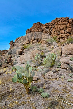 Arizona Cacti, Engelmann prickly pear, cactus apple (Opuntia engelmannii), cacti in the winter in the mountains