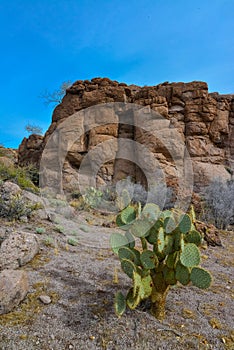 Arizona Cacti, Engelmann prickly pear, cactus apple (Opuntia engelmannii), cacti in the winter in the mountains