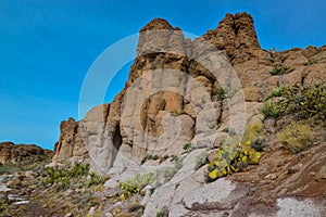 Arizona Cacti, Engelmann prickly pear, cactus apple (Opuntia engelmannii), cacti in the winter in the mountains