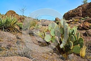 Arizona Cacti, Engelmann prickly pear, cactus apple (Opuntia engelmannii), cacti in the winter in the mountains