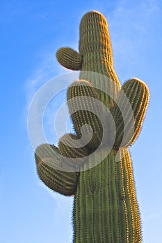 Arizona Desert Saguaro Cactus