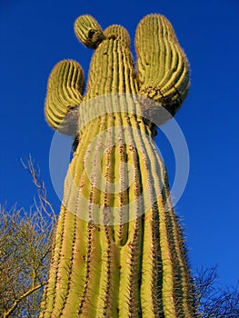 Arizona cactus