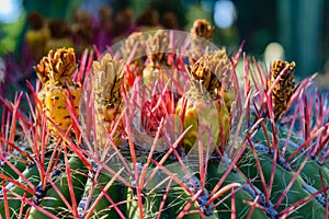 Arizona Cactus Garden