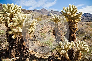 Arizona cactus trees