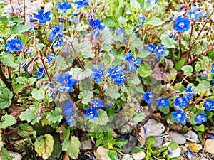 Arizona and California Native Bluebells, Phacelia campanularia