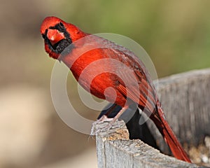 Arizona Cardinal Stretch