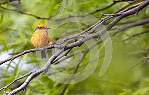 Arizona charm of Vermillion Flycatcher perched in mesquite