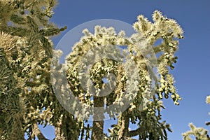 Arizona - cholla cactus garden, Cylindropuntia bigelovii