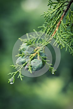 Arizona cypress