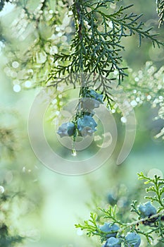 Arizona cypress covered with dew