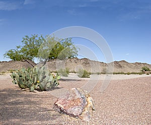 Arizona Desert