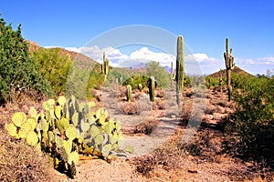 Arizona desert