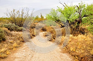 Arizona Desert Arroyo