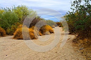 Arizona Desert Arroyo photo