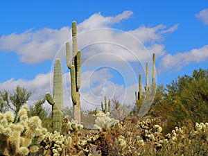 Arizona Desert Cacti Landscape