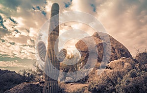 Arizona desert cactus boulder landscape