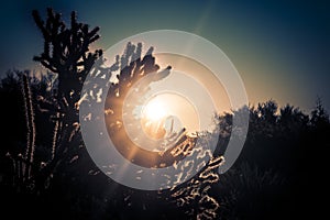 Arizona desert cactus boulder landscape