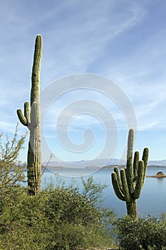 Arizona Desert Cactus and Lake
