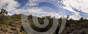 Arizona desert cactus and mountains landscape