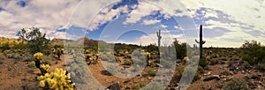 Arizona desert cactus and mountains panorama photo