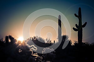 Arizona desert cactus tree landscape