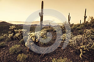 Arizona desert cactus tree landscape